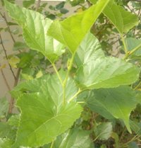 Eczema Cure, Eczema Cure Herbal, Eczema Cure Acupuncture, Eczema Cure Herbs, Eczema Cure Chinese Master, Eczema Cure Malaysia, Eczema Cure Chinese Herbs, Natural Herbal for Eczema Cure, Skin Eczema Cure, Disease Eczema Cure, Eczema Cure Treatment Alternative, Eczema Cure Symptom, Eczema Cure Types, Eczema Cure Diet Treatment, Eczema Cure Chinese Master, Eczema Cure Malaysia