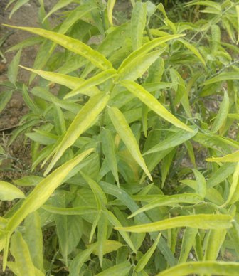 Sabah Snake Grass, Online OrderSabah Snake Grass Herbs, Sabah Snake Grass cancer herbal, Sabah Snake cancer herbs, Sabah Snake Grass Cancer Herbs Medicine, Alternative Sabah Snake Grass Cancer Herbal, Sabah Snake Grass cancer herbs, Malaysia cancer herbs, cancer herbal malaysia, Sabah Snake Grass Cancer Herbs MY